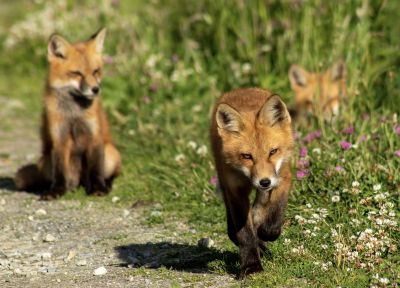 I'm Comin' For Ya  by Bill Crosby