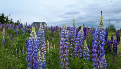 Luvin' Lupins! by Stephanie Campbell