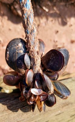 On a rope  by Melanie Doiron 