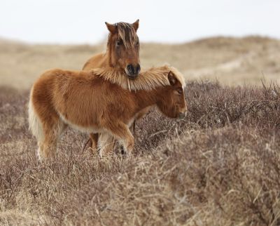 Sable Island Horse  by Traci Cameron 