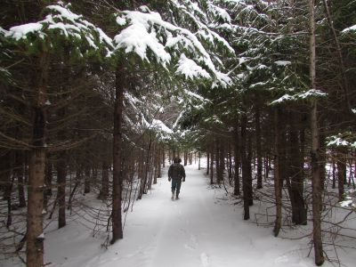 Morning Walk by Julie Sheffield