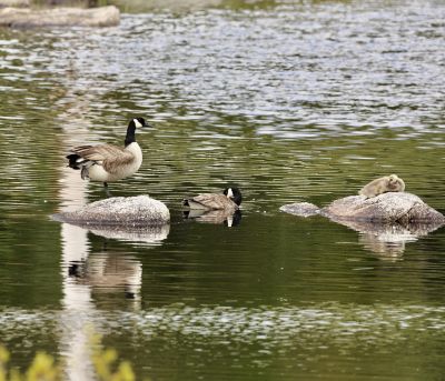 Canada Goose family  by Traci Cameron