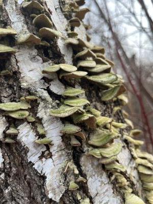 Growth after death by Twila Young