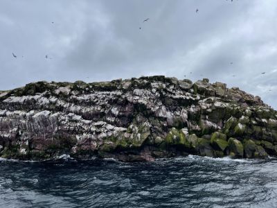 Witless Bay Ecological Reserve by Kimberley Reid