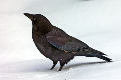 American Crow by Shirley Stewart