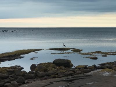Evening Heron Watching Seals by Karyn Kempton