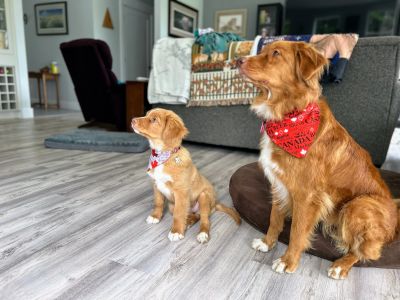 Gimli and Koda