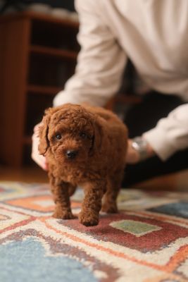 Benny by Mike Cyr