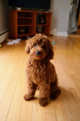 Benny by Mike Cyr