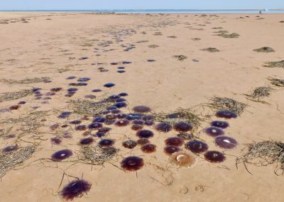 Watch Your Step! by Stephanie Campbell