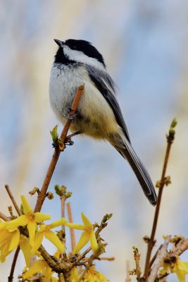 Springtime Soprano by Charlotte Brooks
