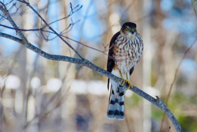 On Guard by Charlotte Brooks