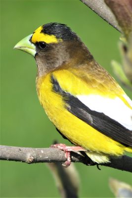 Evening Grosbeak by Melanie Allain