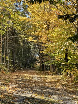 Fall Colours  by Madison Cote