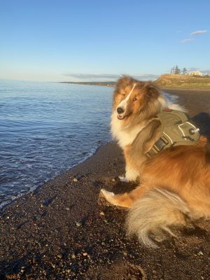 Brody by Erin Beamish