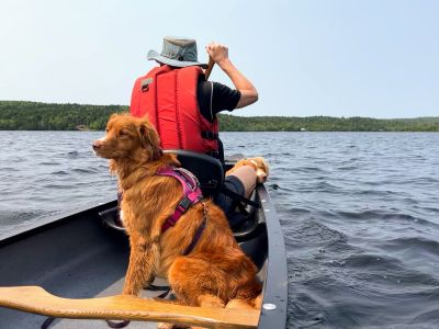 Koda and Gimli