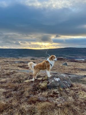 George by Jane Macneill