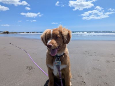 Gimli