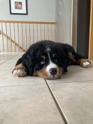Archie by Kaylee H