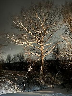 Beauty by Night by Janice Sutherland