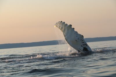 Wave Goodnight by Tara Phillips