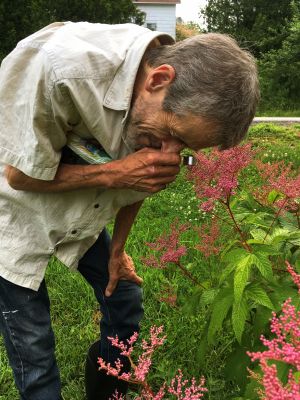 The gardener inspects the filapendula by Darlene Ellis