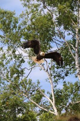 Soaring by Tara Phillips