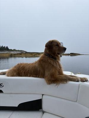 Riley by Paula Hopkins