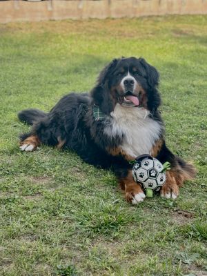 Archie by Kaylee H