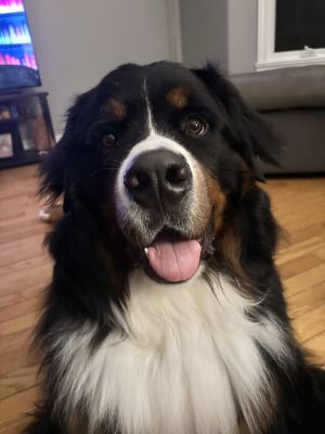 Archie by Kaylee H