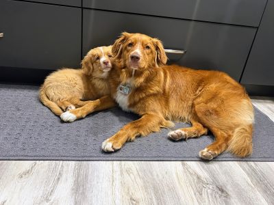 Gimli and Koda