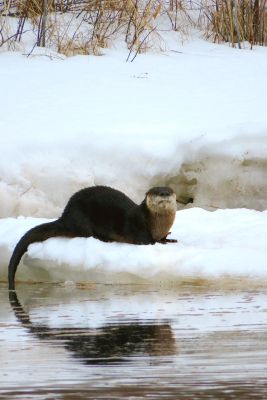 Otter and his Reflection by Melanie Allain