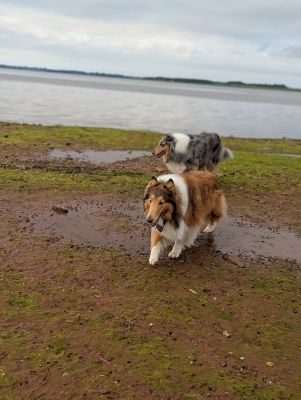 Izzie and Sassea by Susan MarchbankI