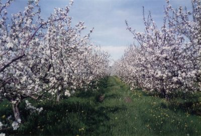 Flowers by Nelson Ross