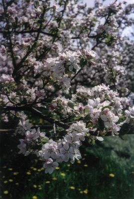 Flowers by Nelson Ross