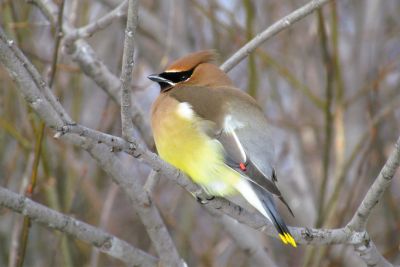 Cedar Waxwing by Melanie Allain