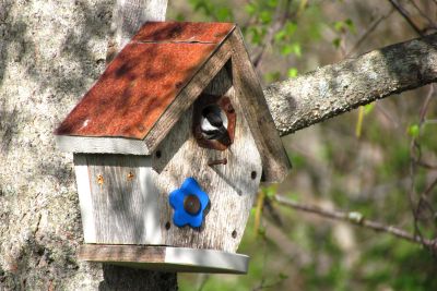 Hello Spring by Melanie Allain