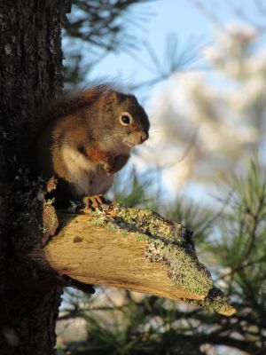 Perched by Debbie Rogers