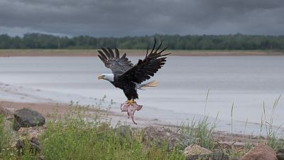 Lunch by Leonard  Cheverie