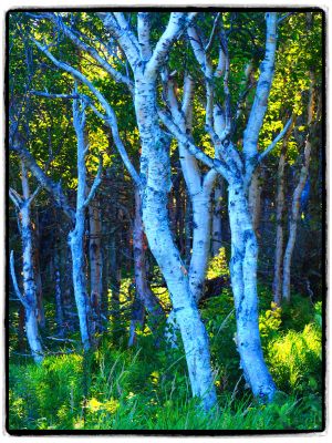 Trees by Harry Gee Wong