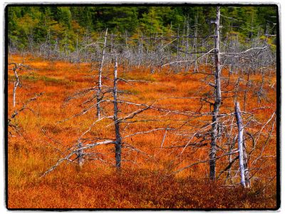 Trees by Harry Gee Wong